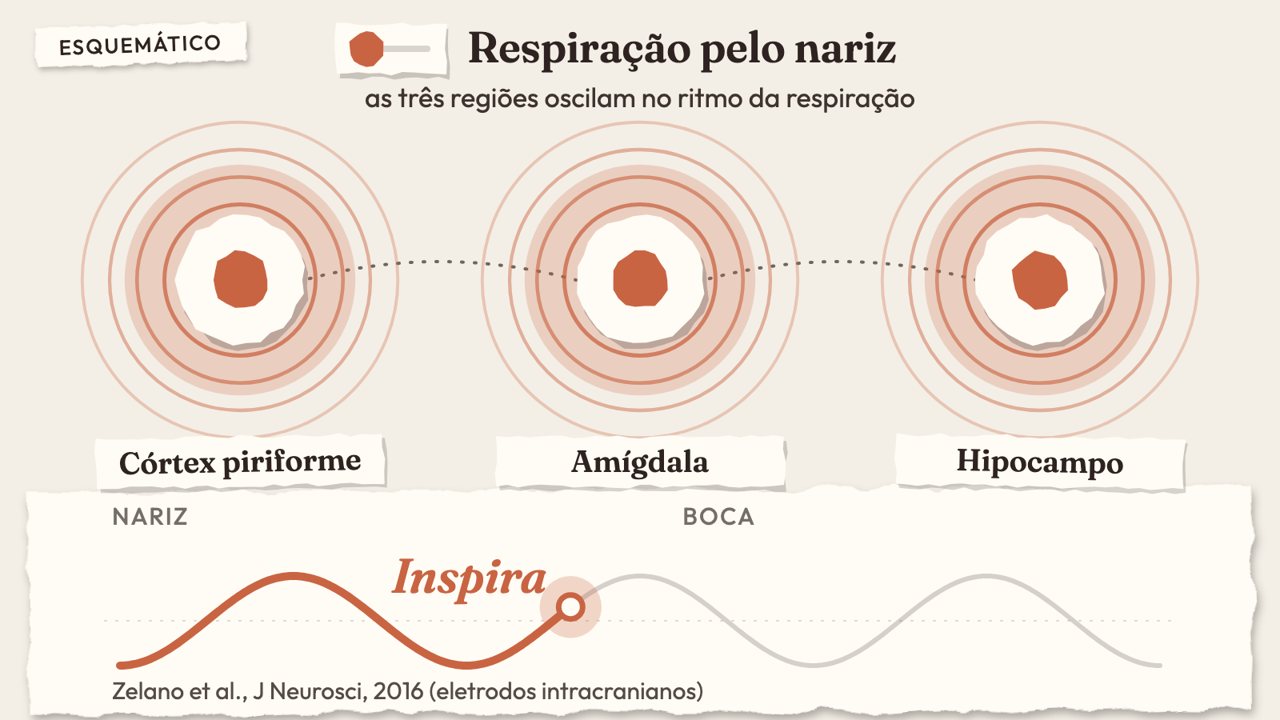 Animação: A inspiração nasal marca o ritmo do sistema límbico. Na respiração pela boca, o compasso se desfaz. Zelano e colaboradores, 2016.