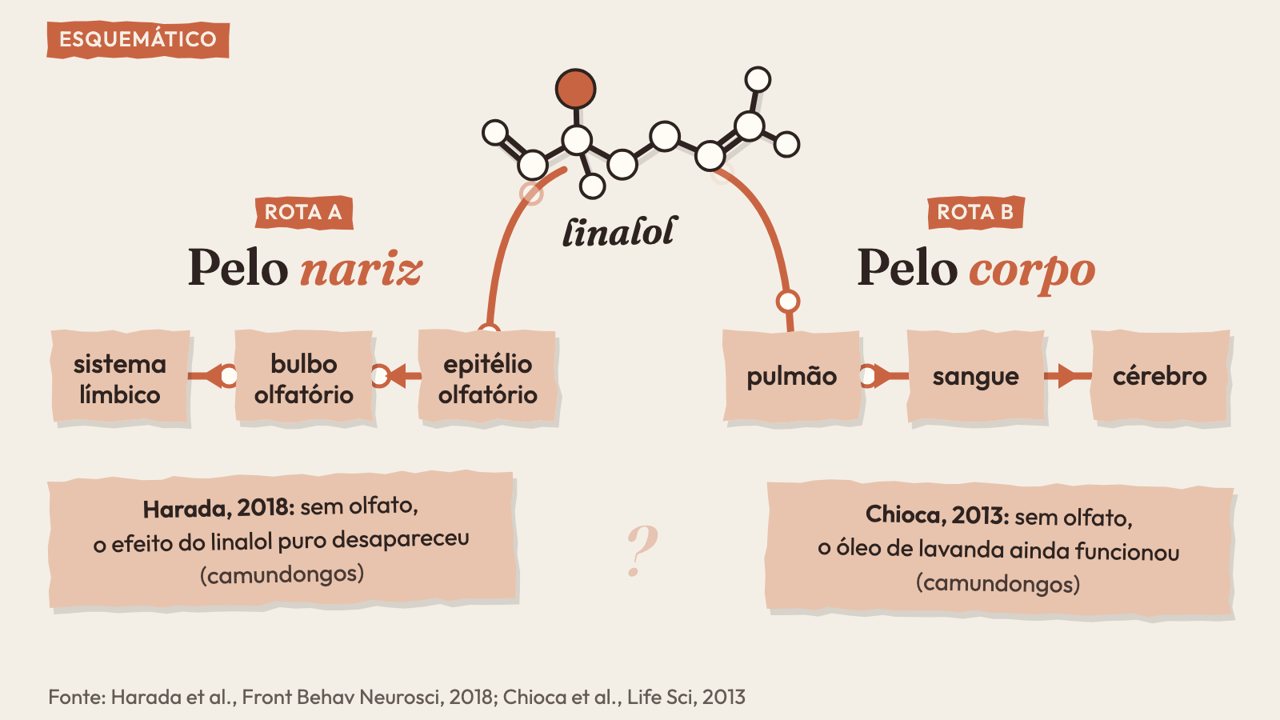 Animação: Pelo nariz ou pelo corpo? Duas rotas para o linalol, e uma pergunta em aberto.
