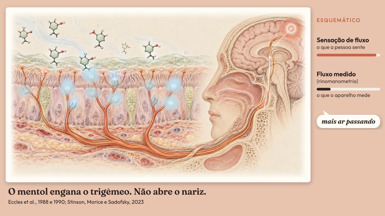 Animação: O mentol abre canais TRPM8: mais ar percebido, sem mudar o fluxo medido.