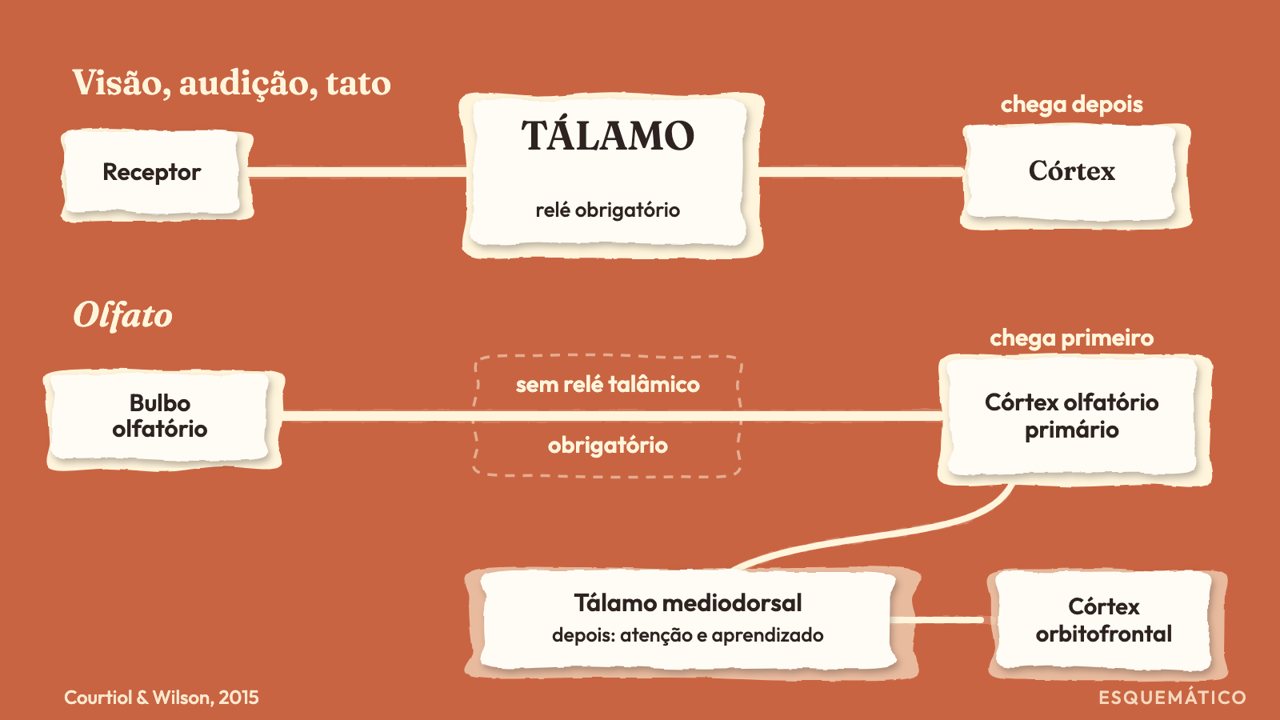 Animação: Sem relé talâmico obrigatório na rota primária do olfato.